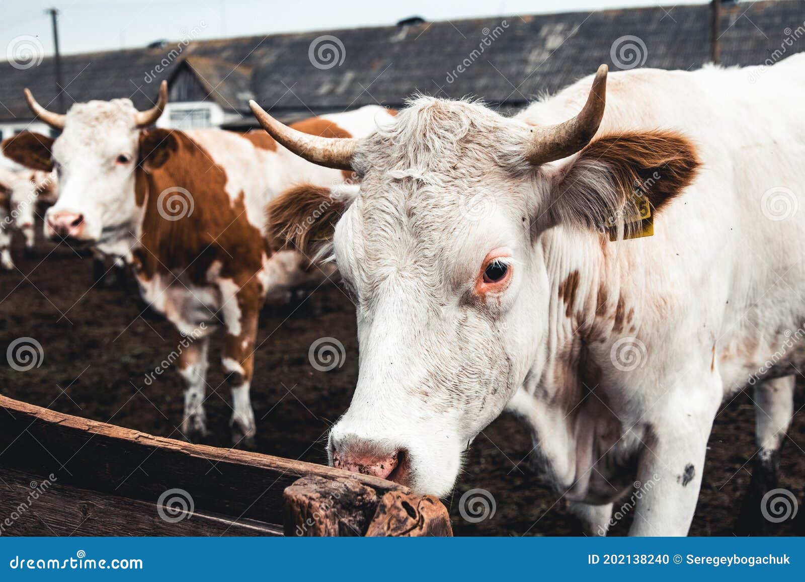Cows on the Form. Milk, Meat Production. Household Animals Stock Photo -  Image of barn, heifer: 202138240
