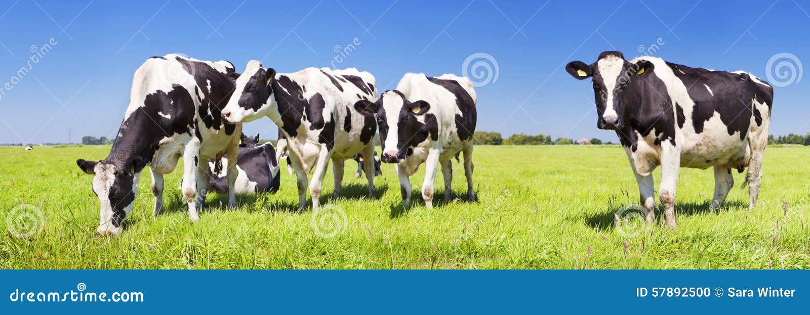 cows in a fresh grassy field on a clear day
