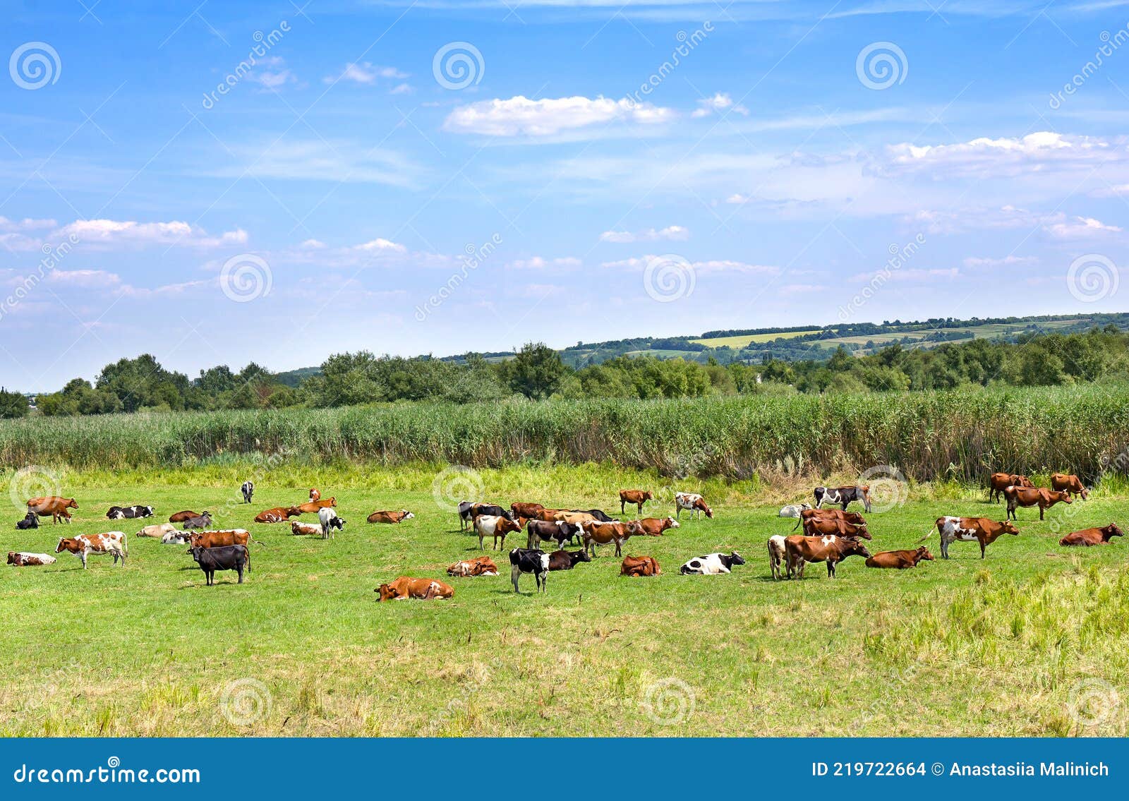 Cows Eat Grass In The Barn. A Farm Where Cattle Are Bred. Cattle