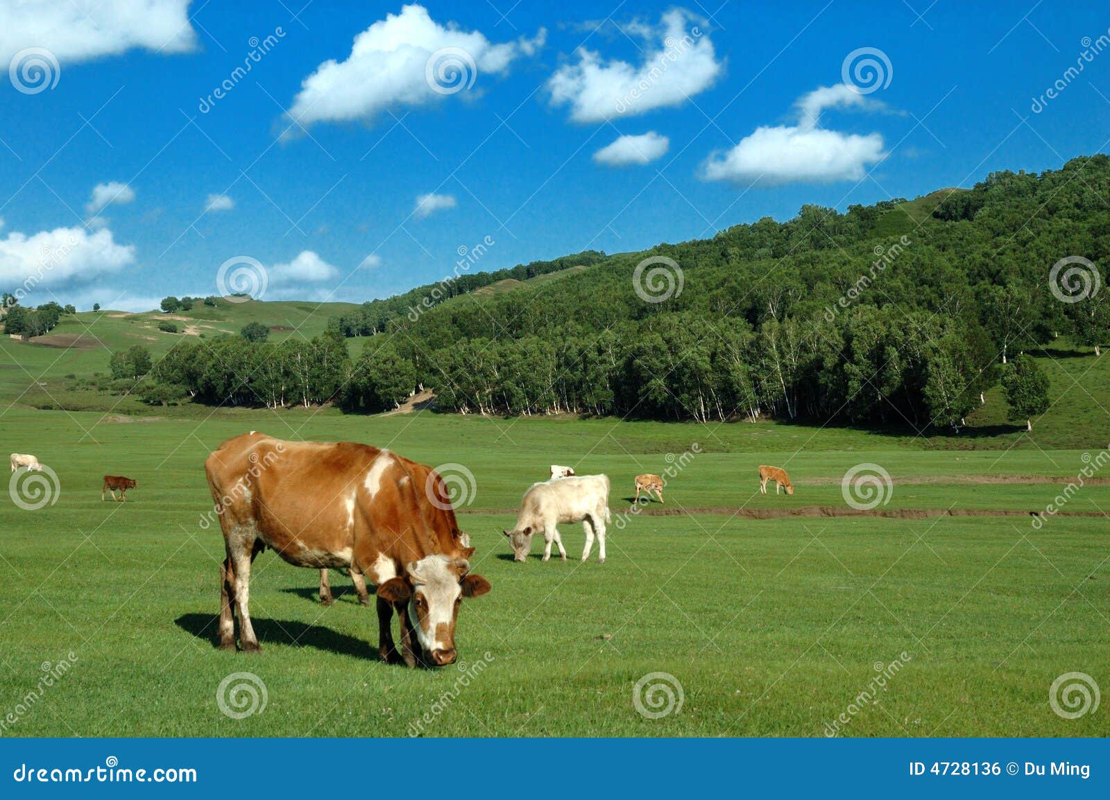 cows on grassland