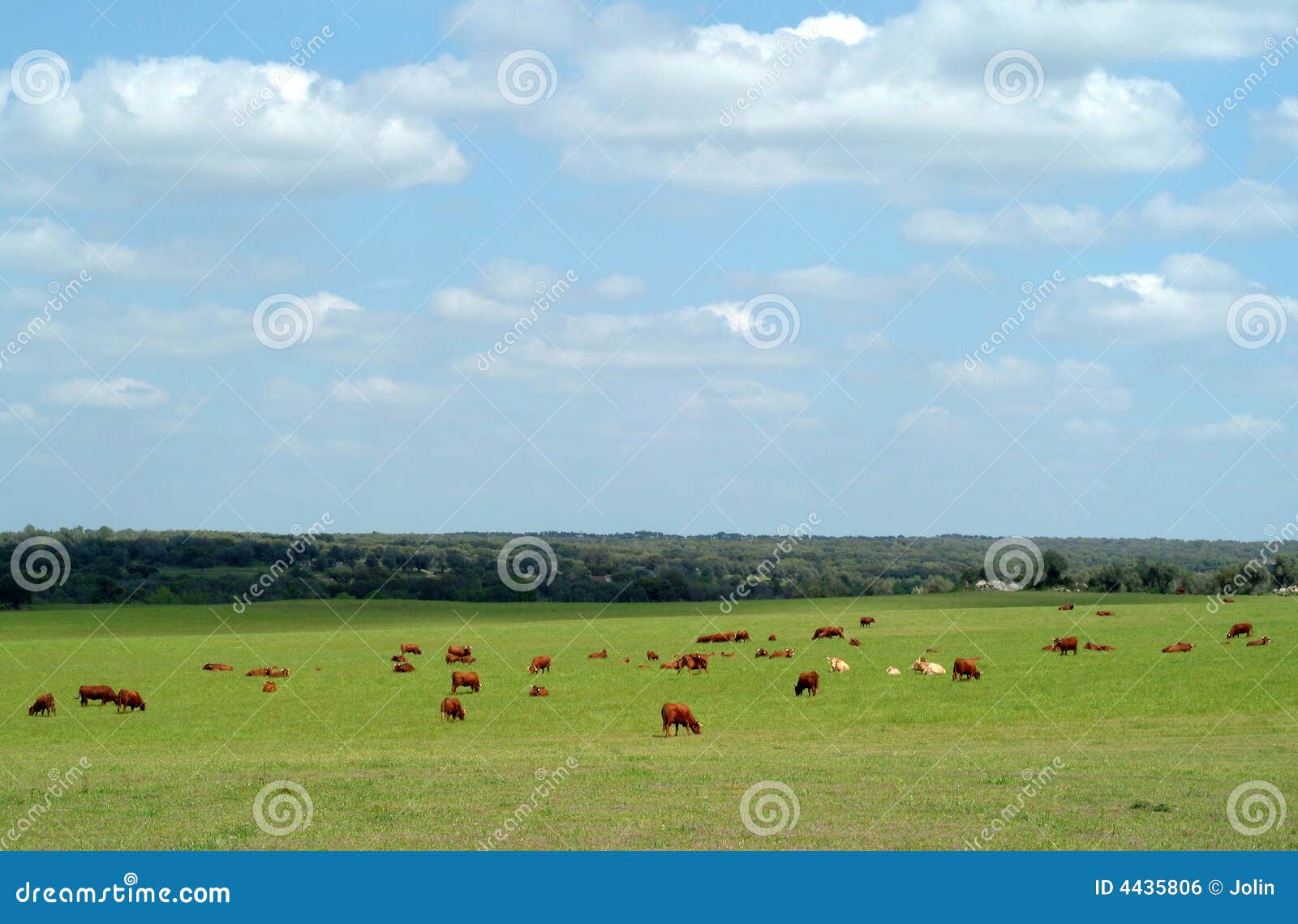 cows graze in a green grass field