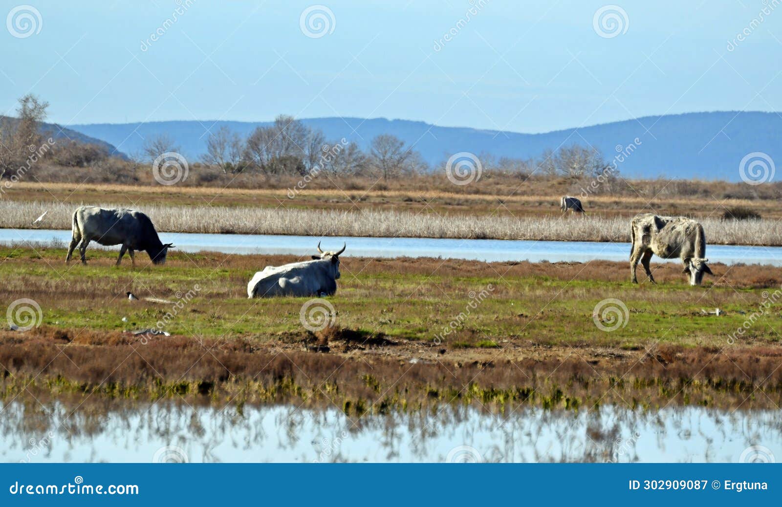 cows graze near a lagoon