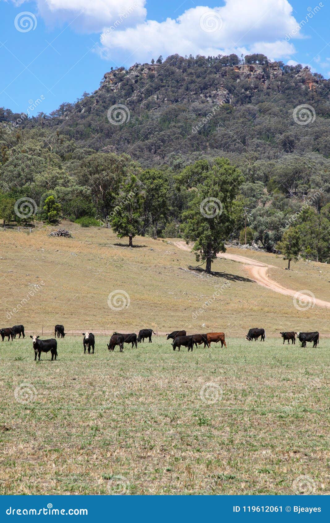 bylong valley - nsw australia - cattle grazing