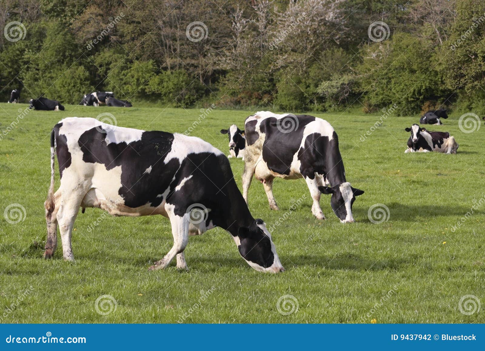 cow grazing clipart - photo #46