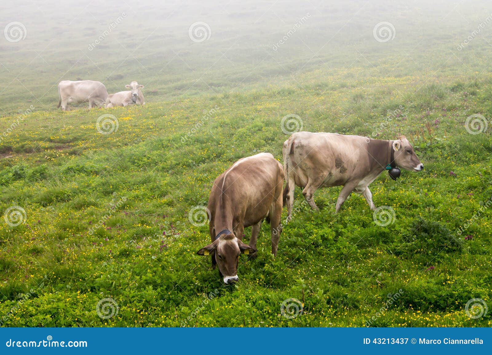 Cows grazing stock image. Image of ruminate, green, sheep 43213437