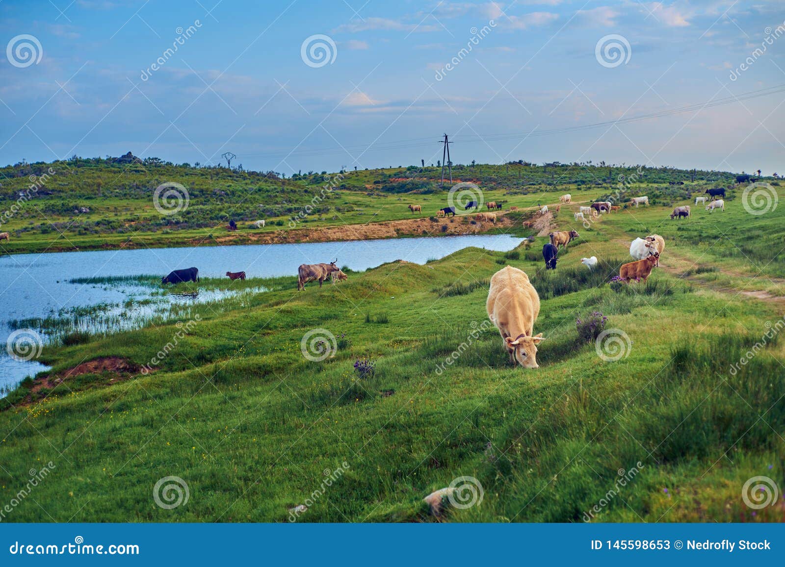 cows grazing in a pasture meadow of extremadura with a lake in the background