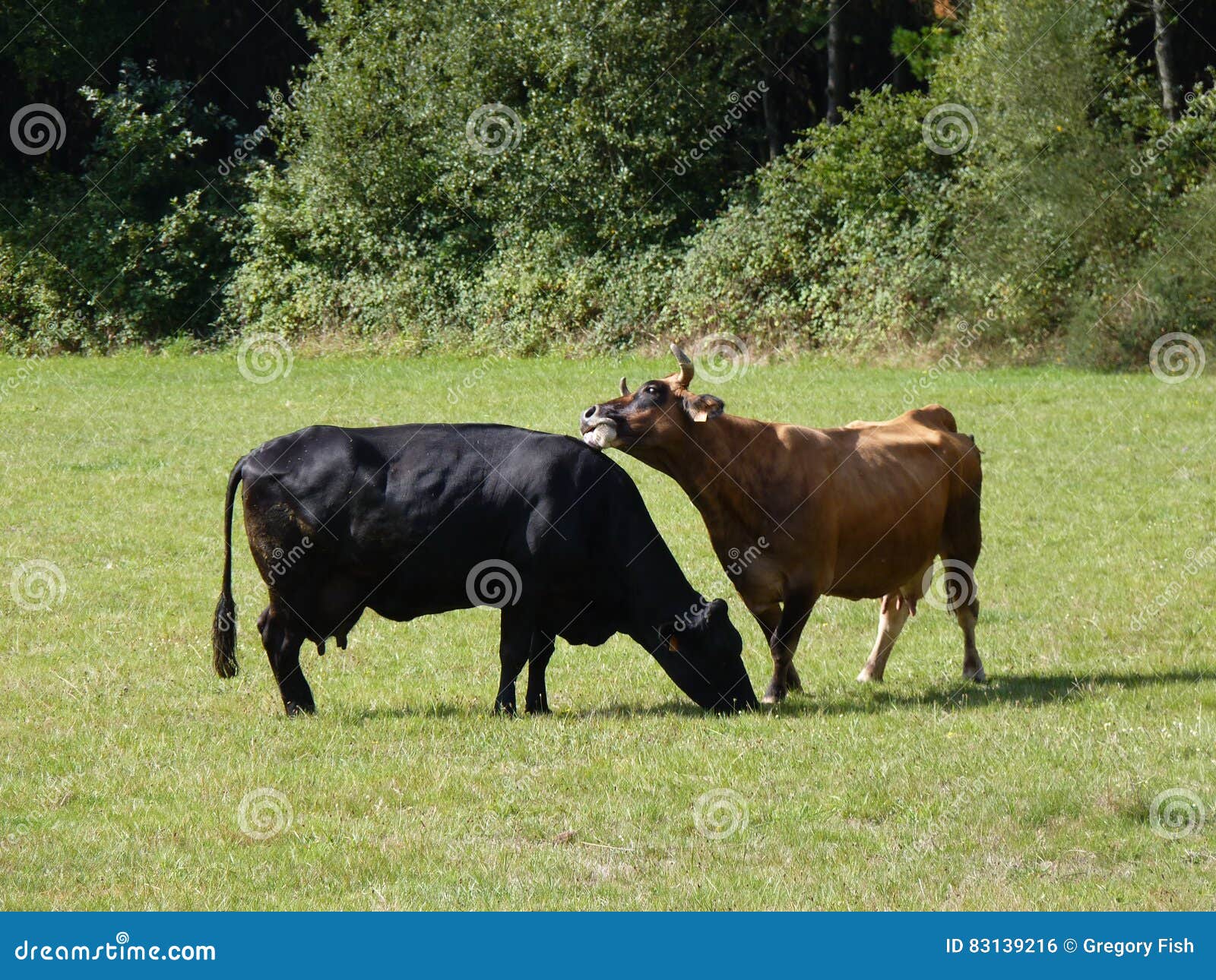 Cows Grazing on Pasture. One Cow Licks the Back of the Second Stock