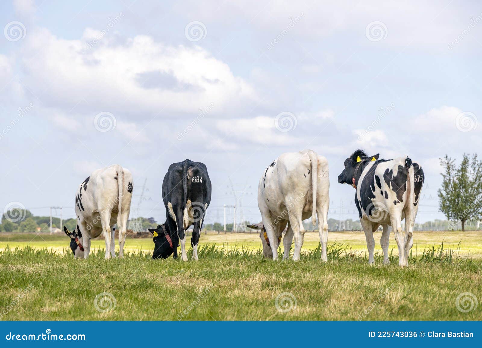 Cows Grazing on Row, Walking Away, Seen from Behind, Stroll Towards the ...