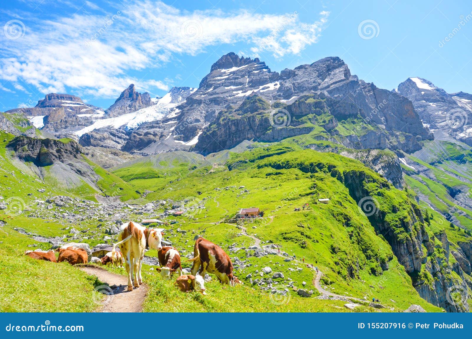 Cows on Green Hills in Swiss Alps Near Kandersteg. Rocks and Mountains in Background. Switzerland Summer. Alpine Landscape Stock Photo - Image of nature, landscapes: 155207916 Cows on Green Hills in Swiss Alps Near Kandersteg. Rocks and Mountains in Background. Switzerland Summer. Alpine Landscape Stock Photo - Image of nature, landscapes: 155207916