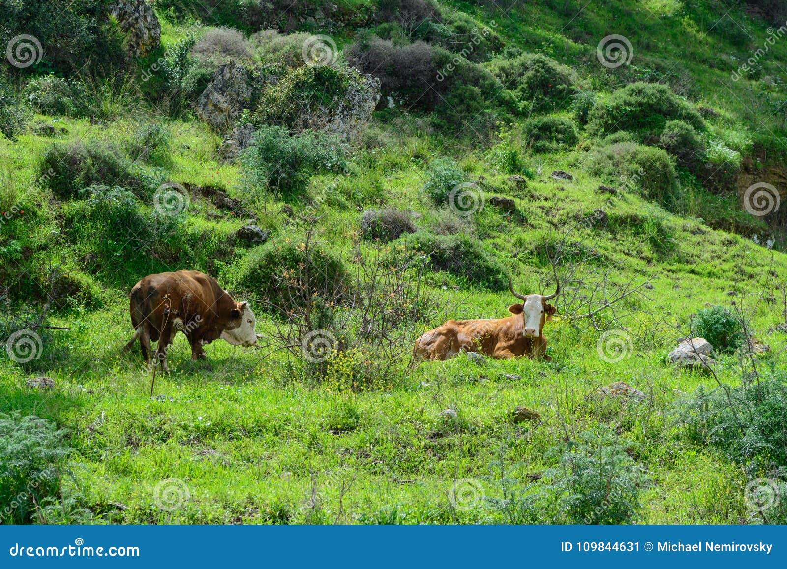 Cows Hanging Around in the Nature Stock Image Image of joint, mouth