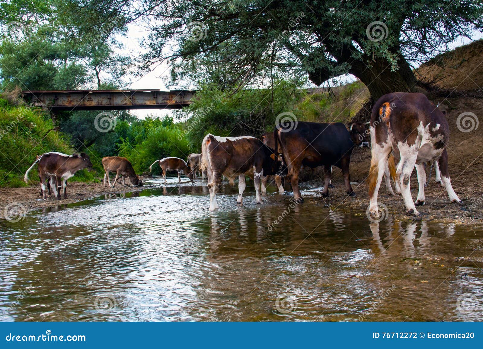 Cows Herd Drinking Clear Water from the River Stock Photo Image of