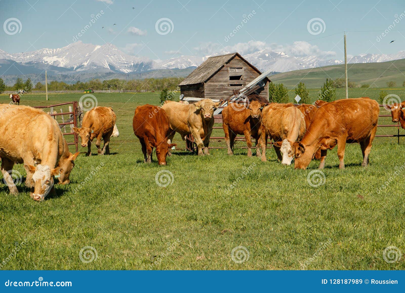 cows herd in happy summer time in south alberta, canada