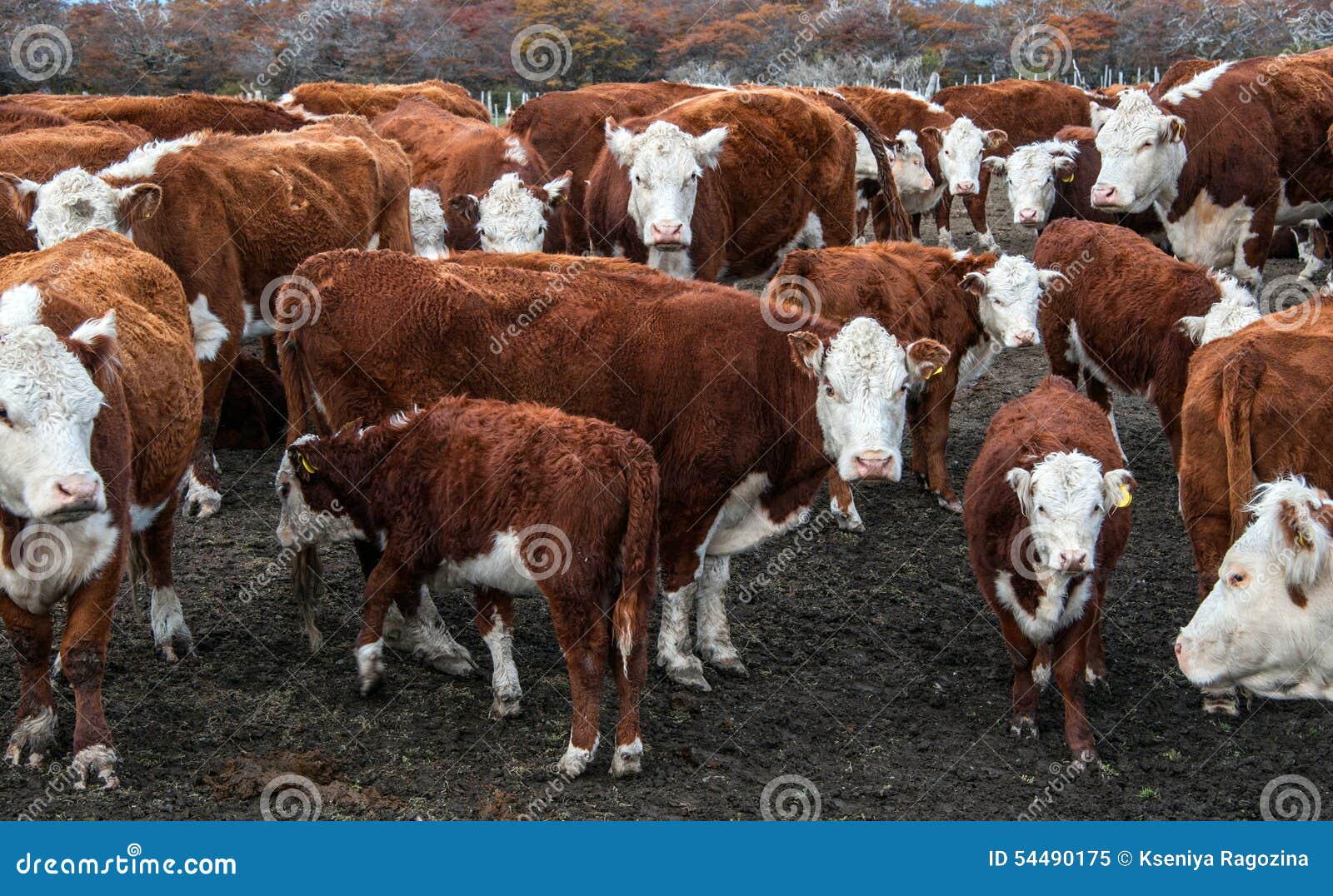 cows of hereford cattle