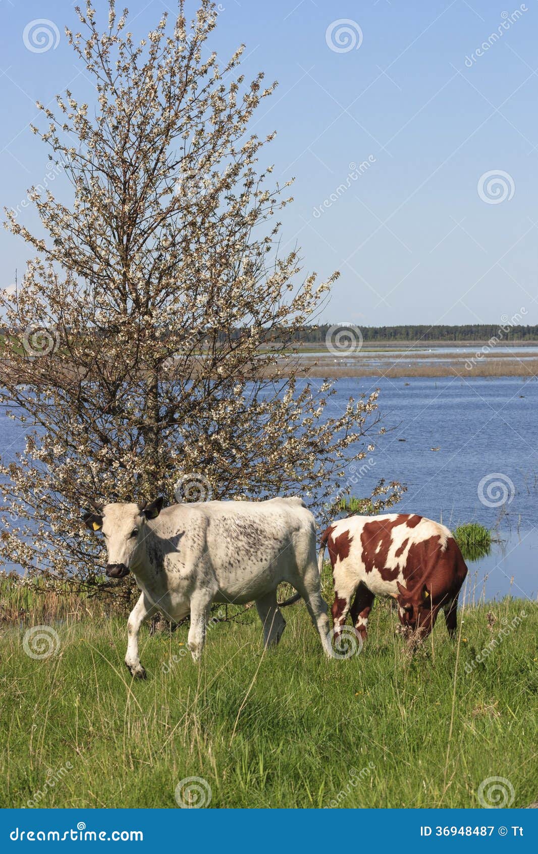 Cows by the lake stock image. Image of country, nature 36948487