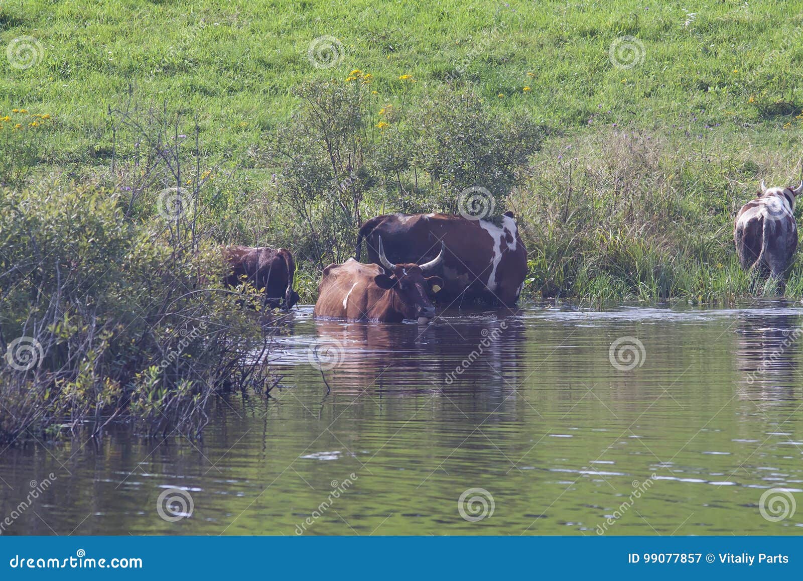 Cows in the lake stock image. Image of water, herb, farmland 99077857