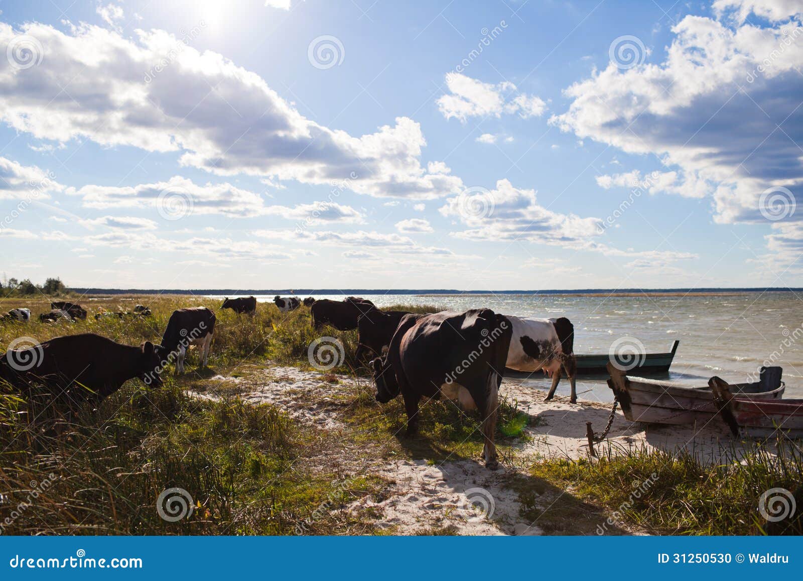 Cows stock photo. Image of scene, fishing, attached, nonurban 31250530