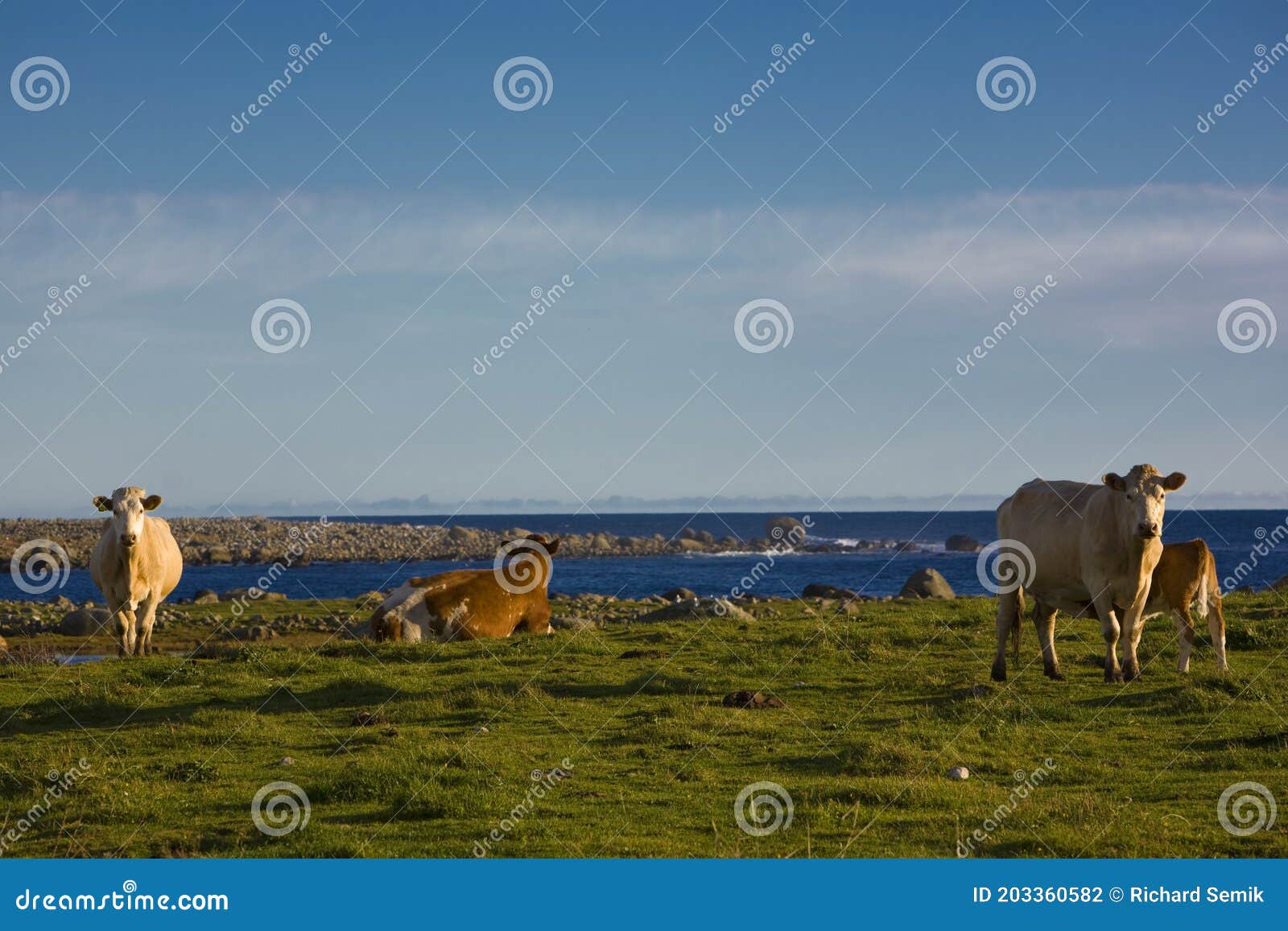 cows, lista, norway