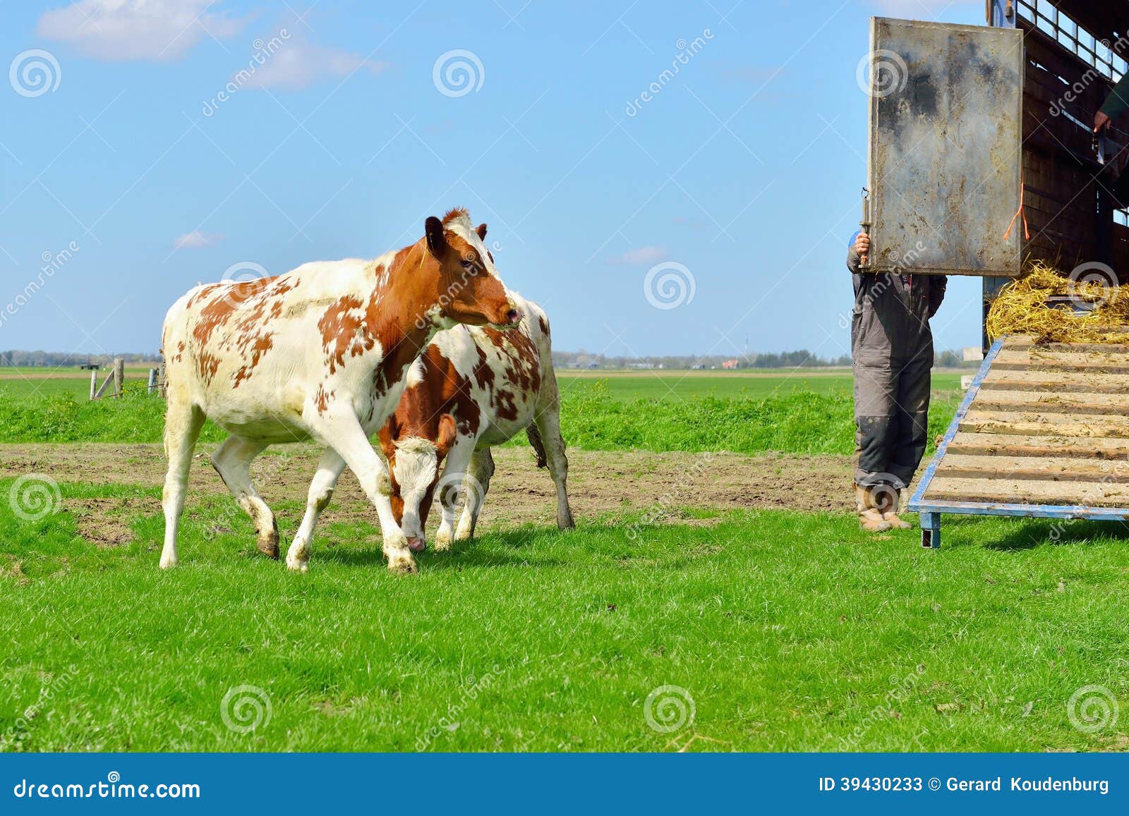Cows on Livestock Transport Stock Image - Image of farming, farmland ...