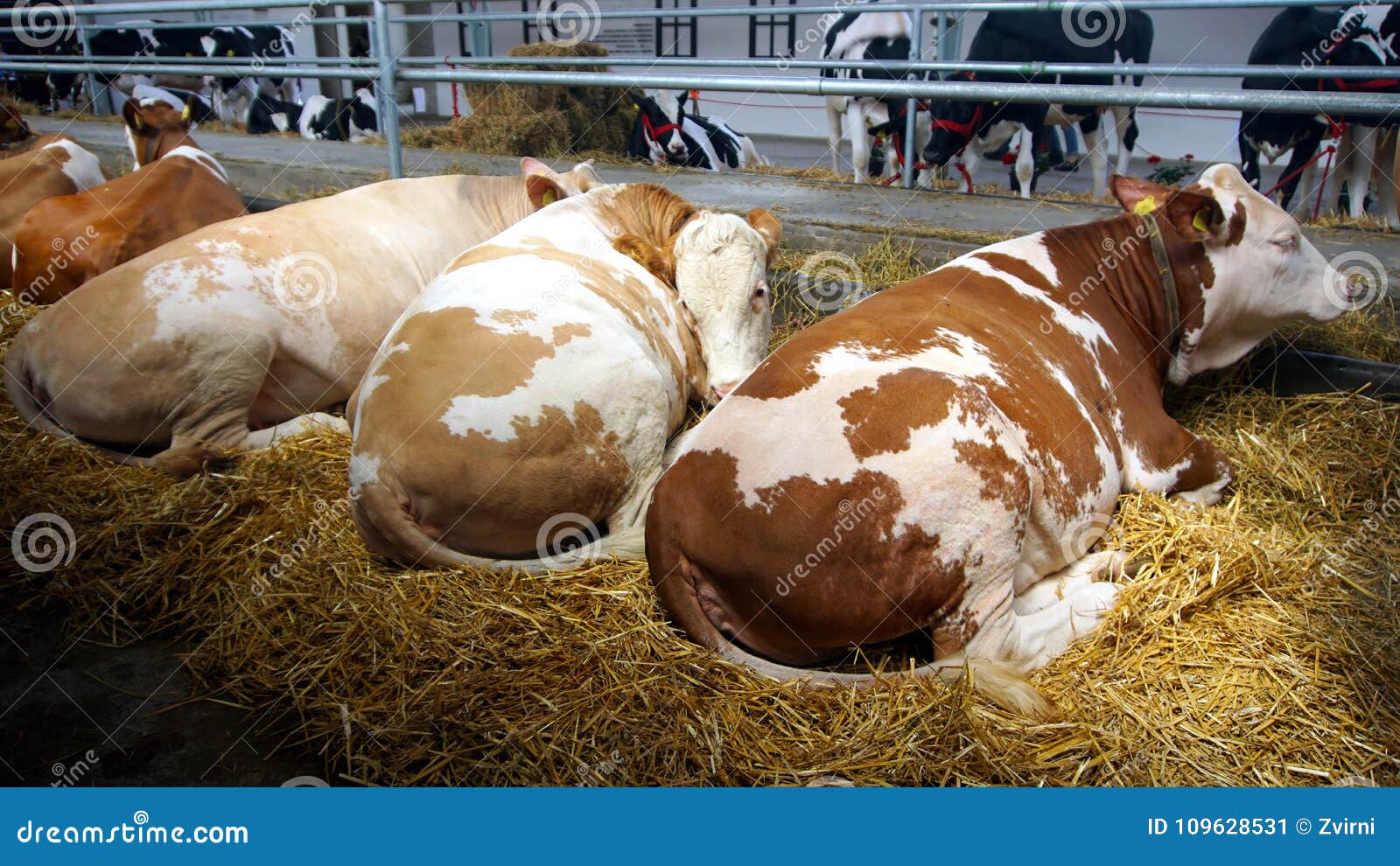 Cows lying on the straw stock image. Image of cows, products 109628531