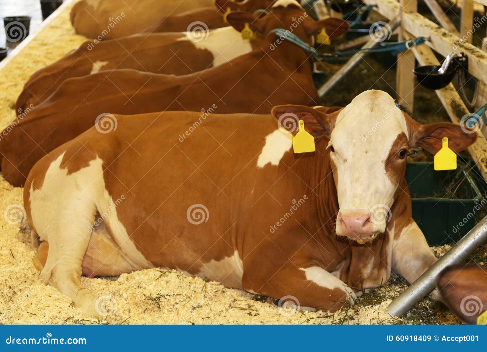 Cows Lying on the Straw in the Stable Stock Image Image of brown, barn 60918409