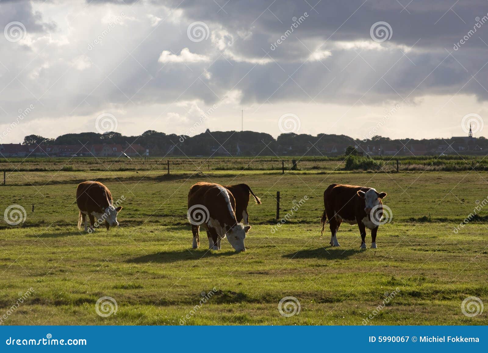 cows in a meadow at ameland