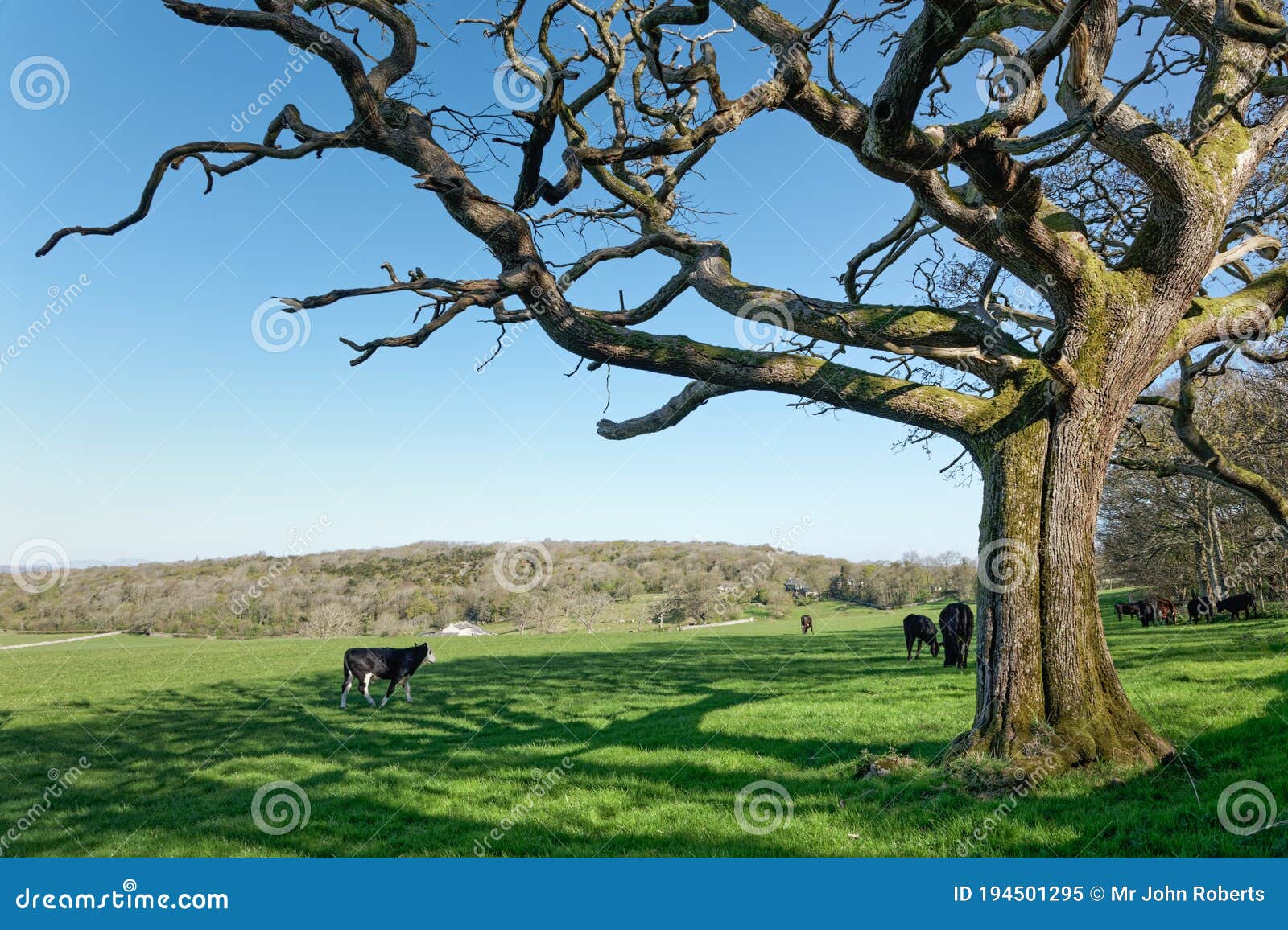 the cows in the meadow, in the shade of the oak tree