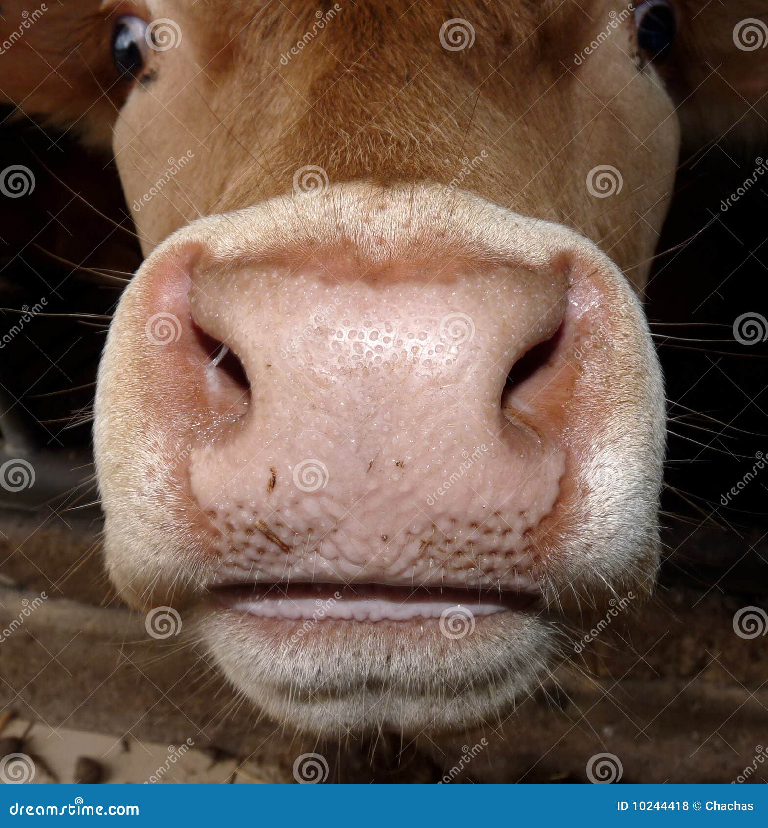 cows-mouth-nose-10244418.jpg