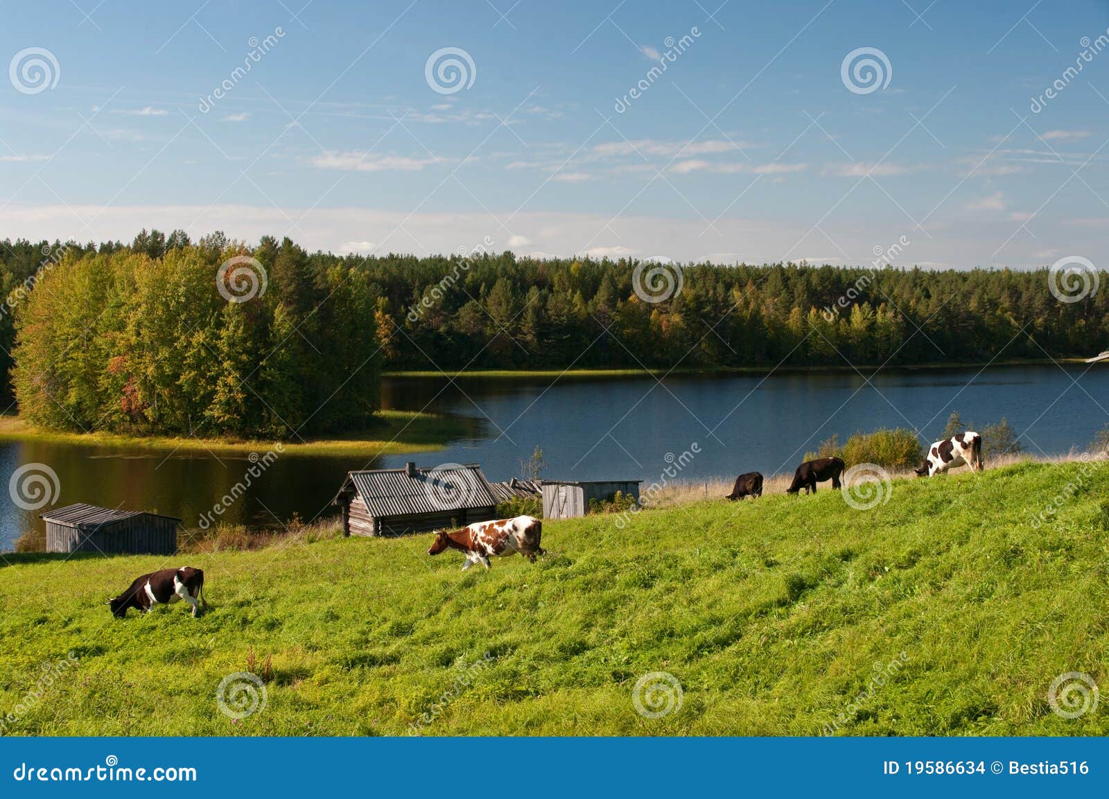 Cows near the lake stock photo. Image of cattle, water 19586634