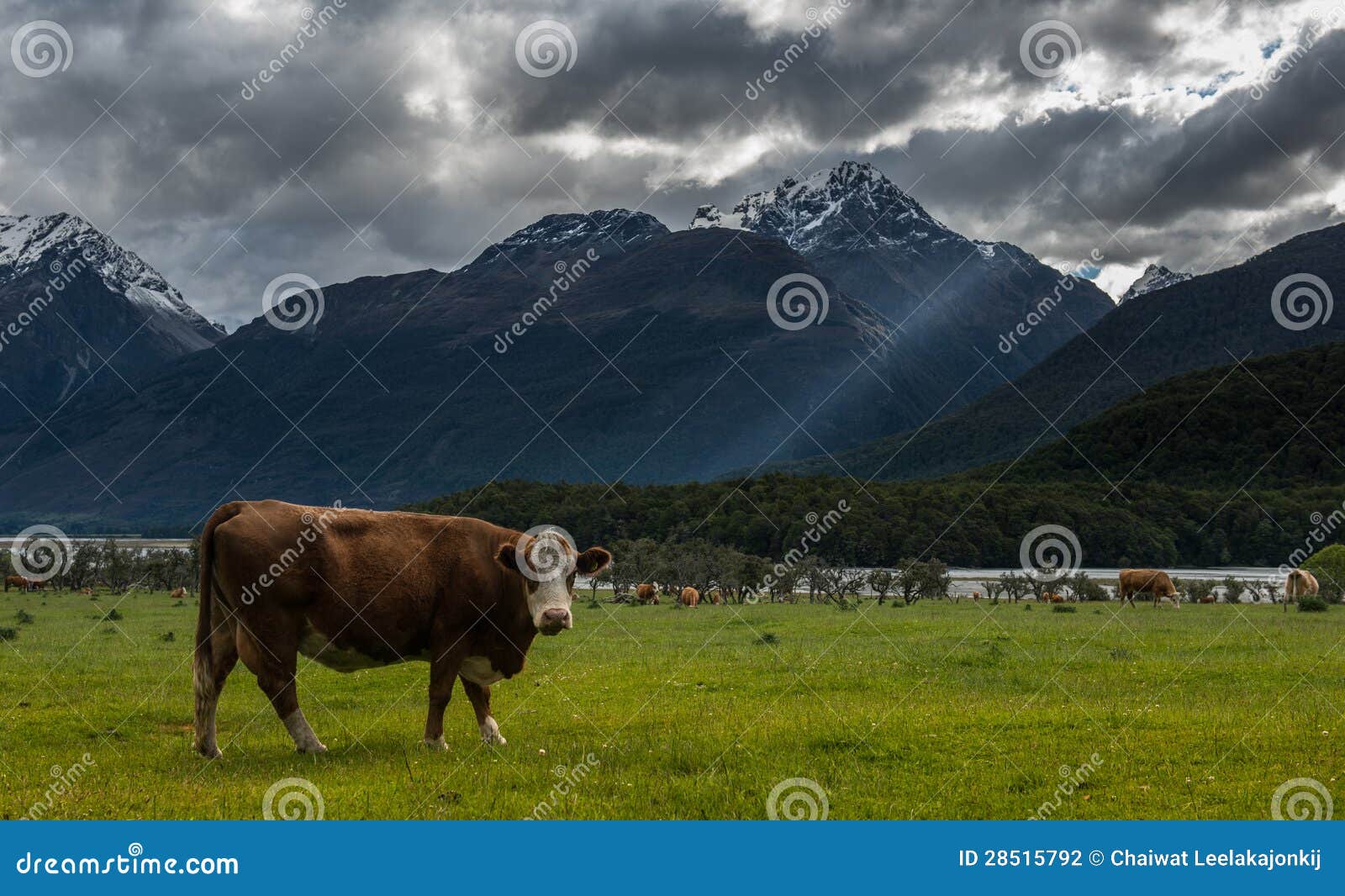 Cows in New Zealand. stock photo. Image of field, clouds 28515792
