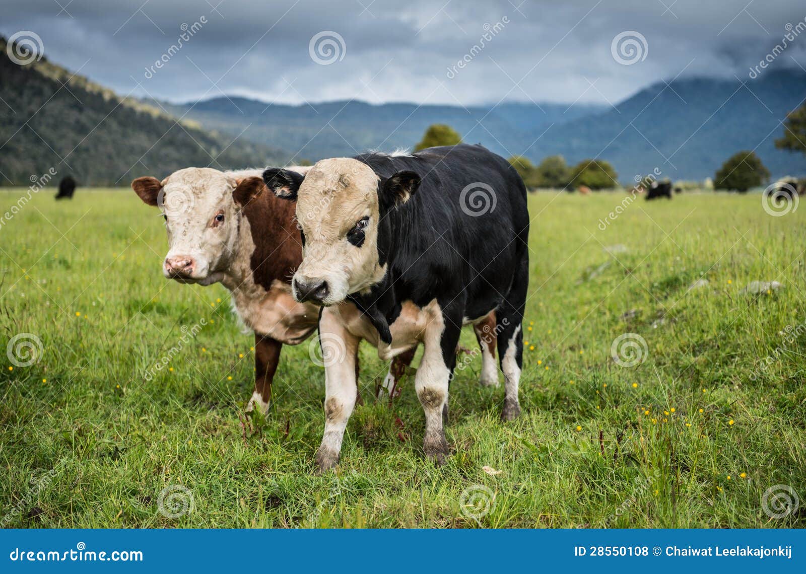 Cows in New Zealand. stock photo. Image of cows, farmland 28550108