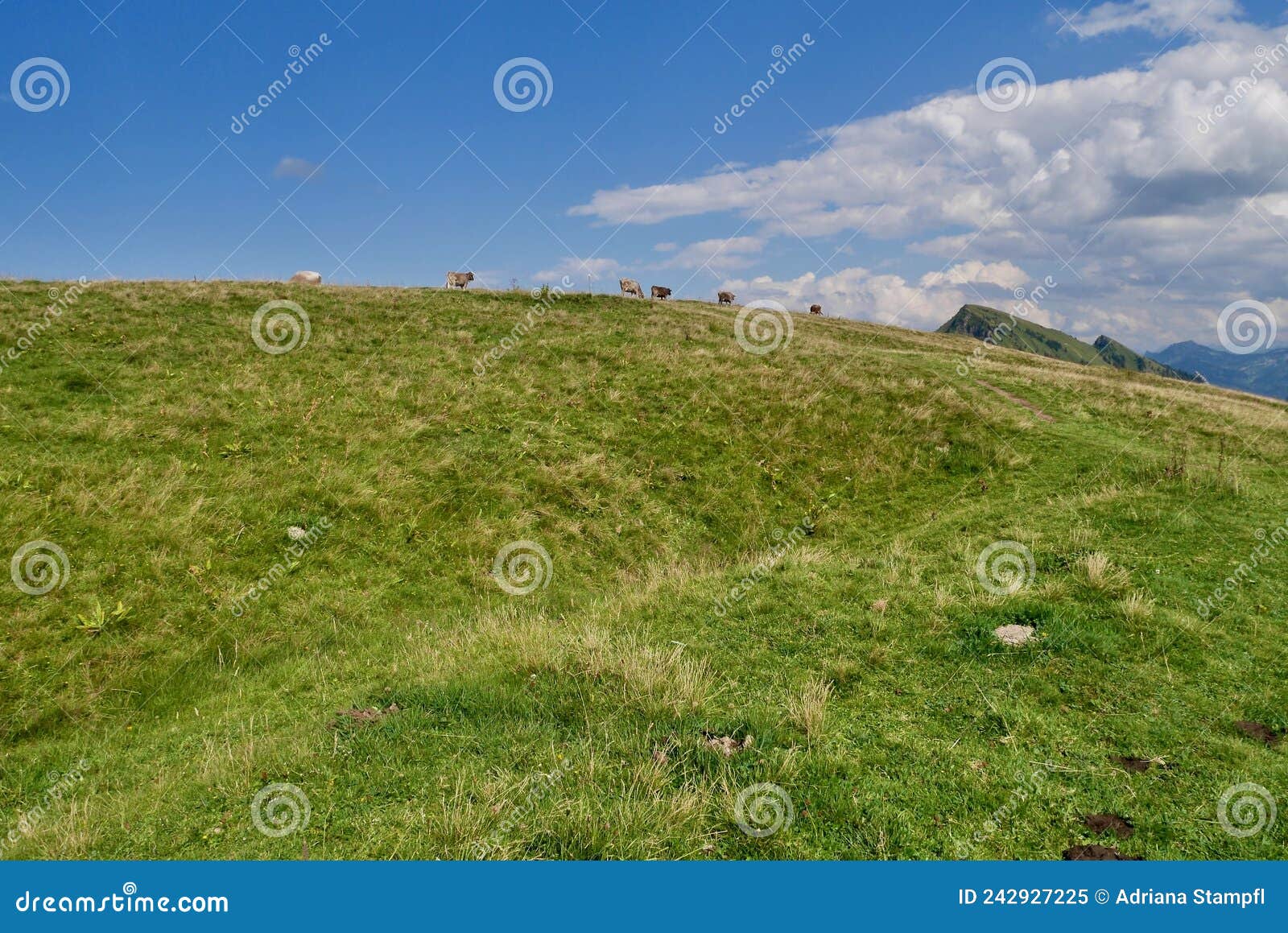 cows at niedere in bregenzerwald. vorarlberg, austria.