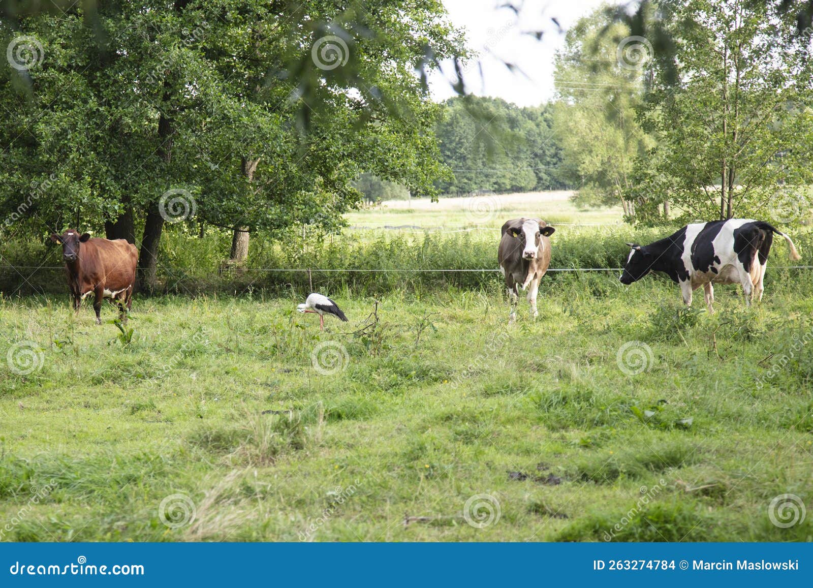 Cows in the Pasture, Eat Grass, Stork Catches Frogs Stock Photo Image