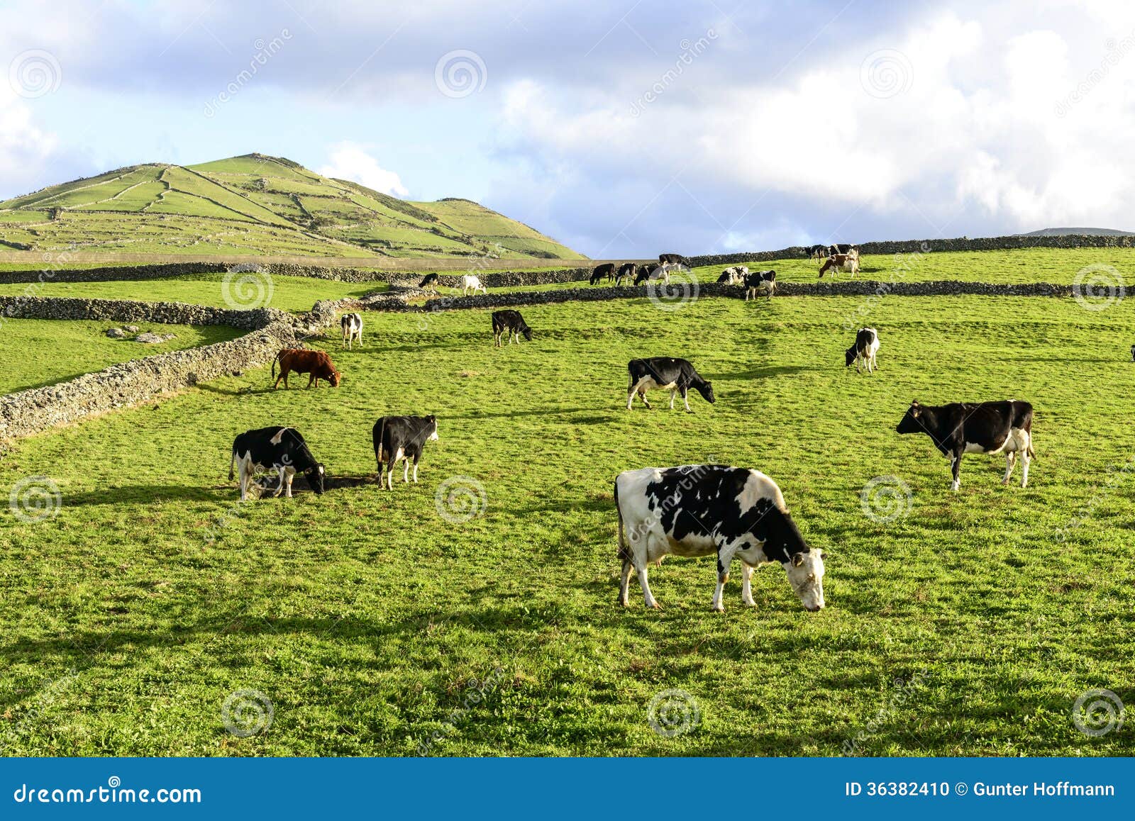 cows at pasture, flores island, azorres archipelago (portugal)