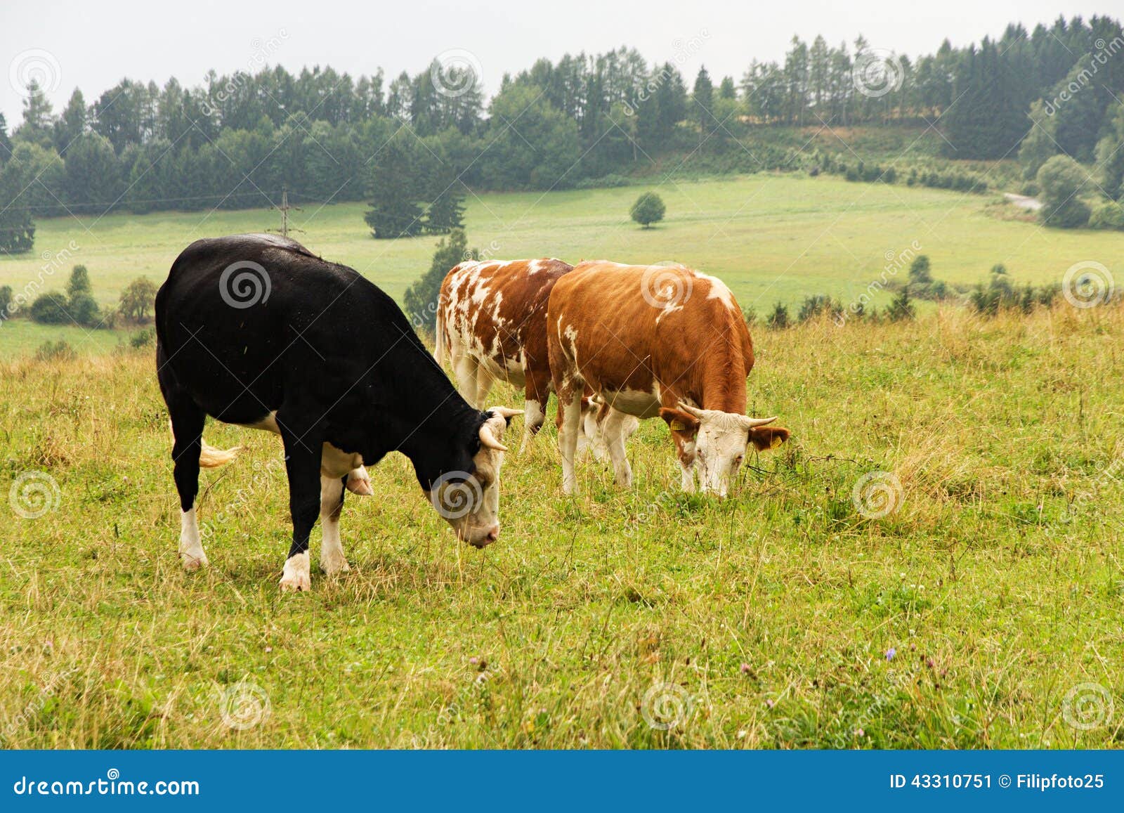 cows on pasture