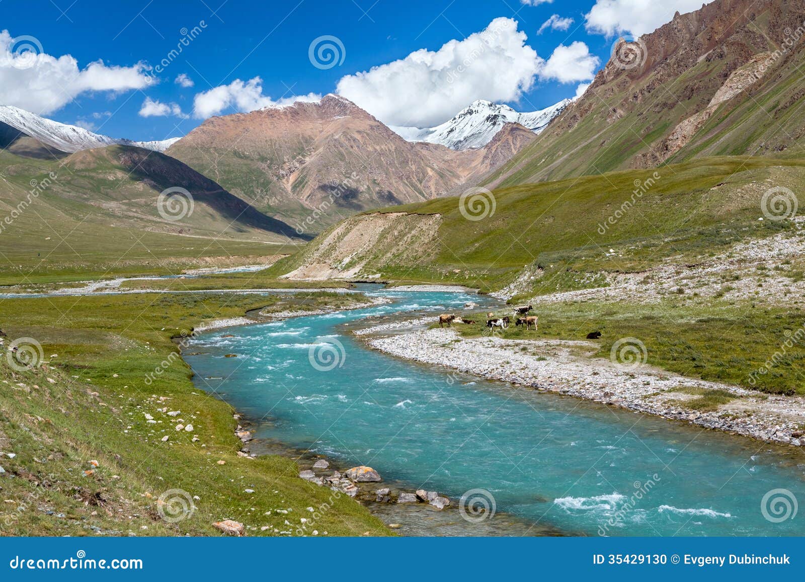 cows pasturing near turquoise river, tien shan