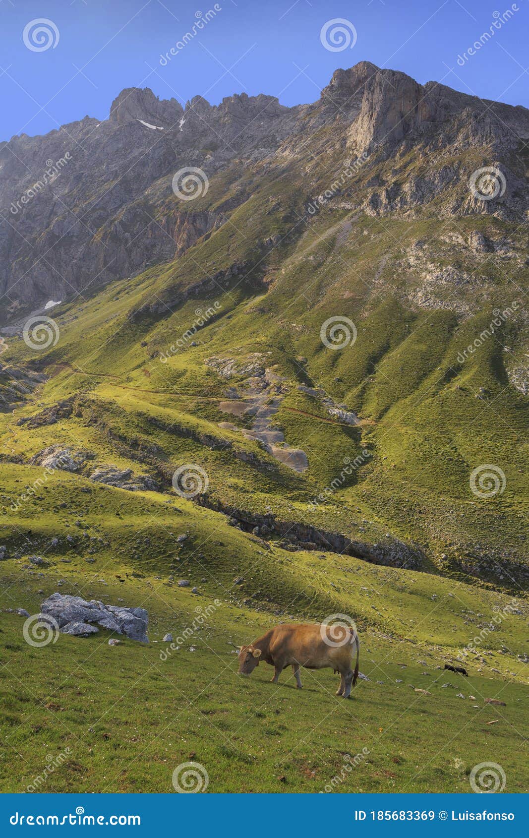 cows in picos de europa central peaks at aliva valley