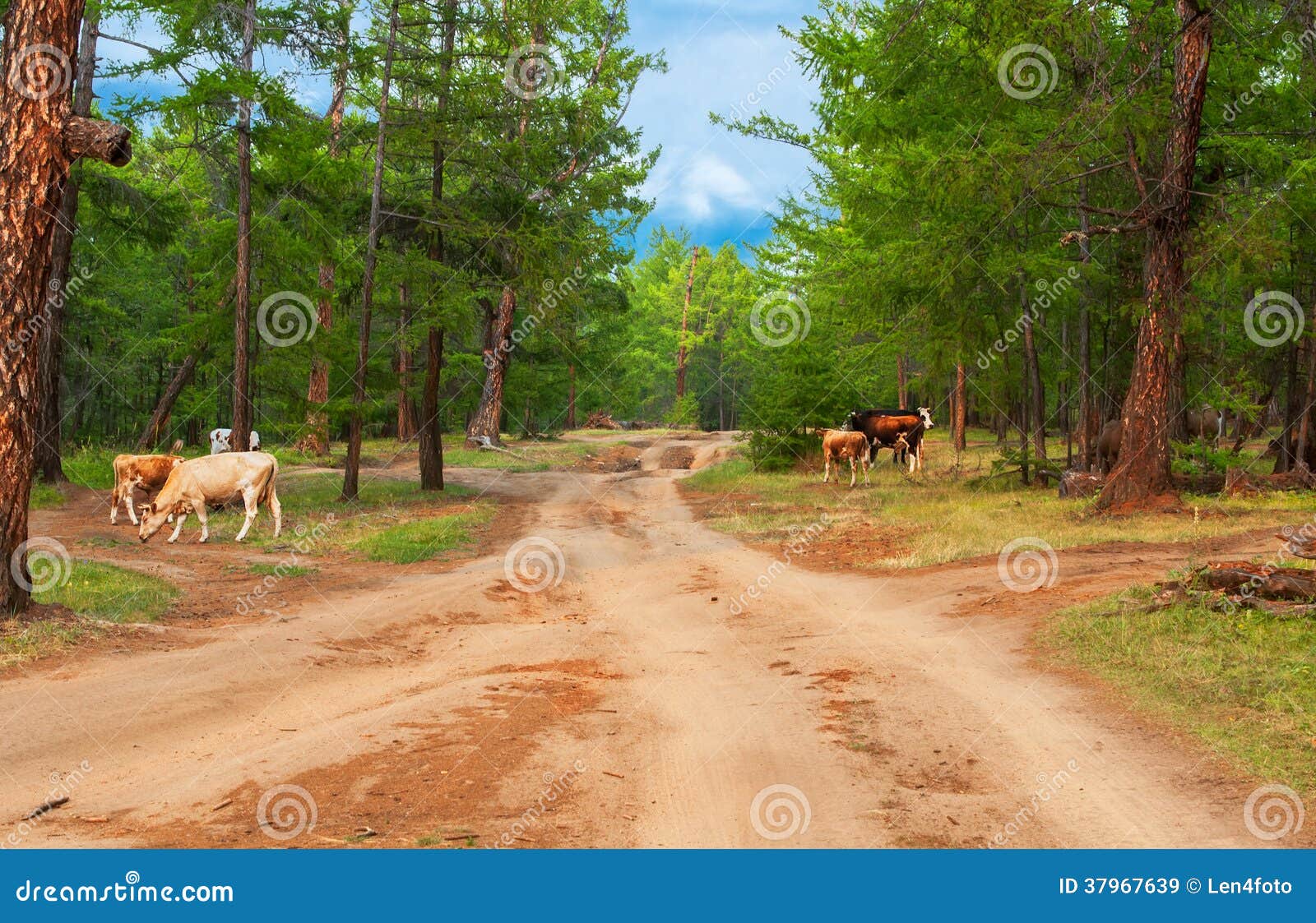 Cows in pine forest stock image. Image of cattle, grass 37967639