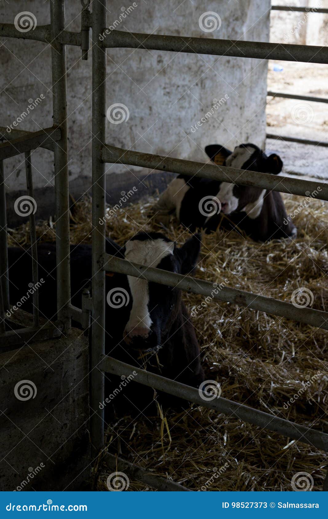 cows relaxed in a cowshed