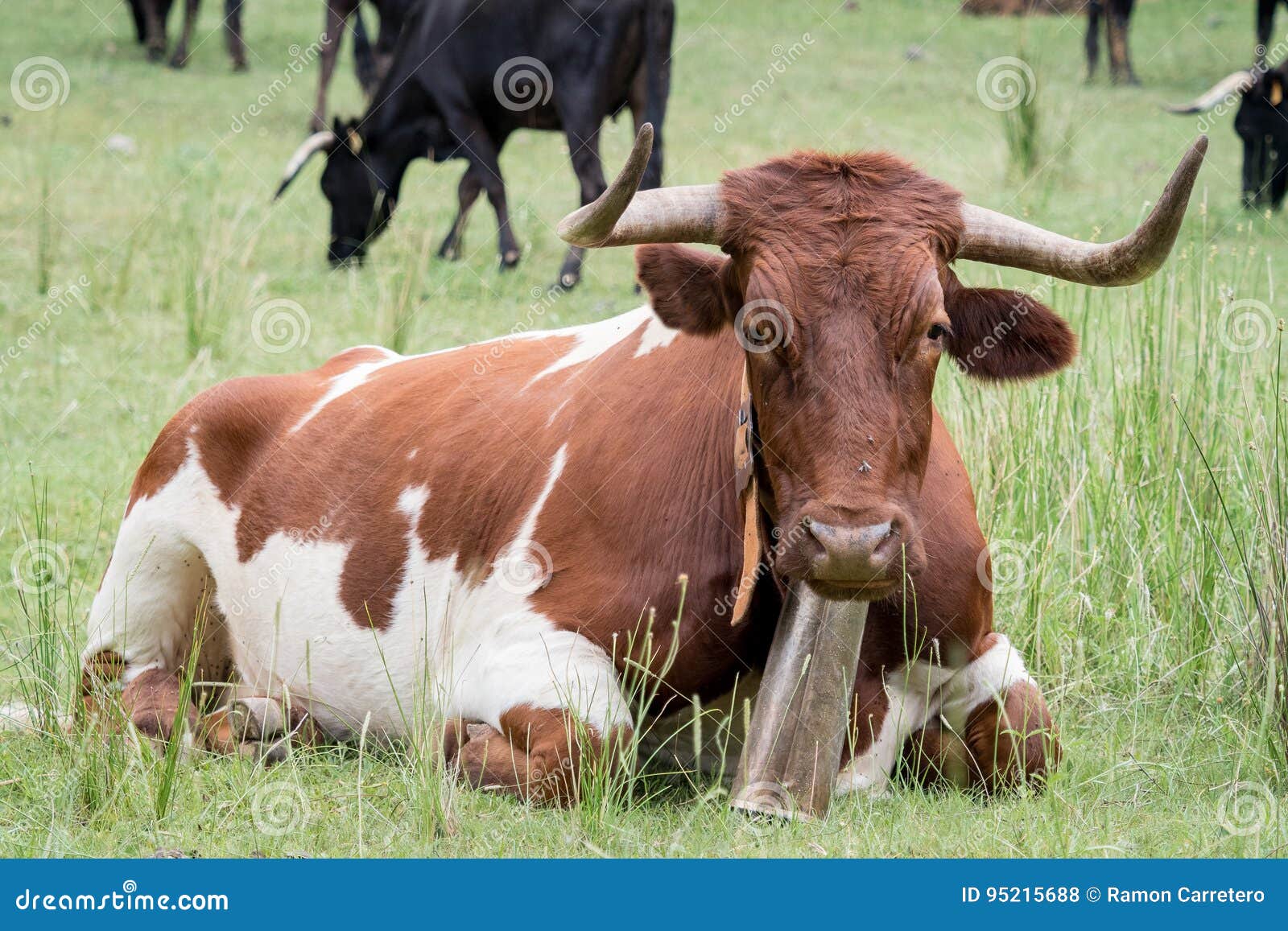 Cows Resting in the Grass in the Forest Stock Photo Image of green