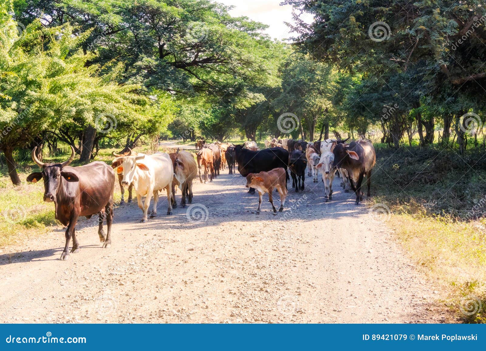 cows on the road 39 in nicaragua