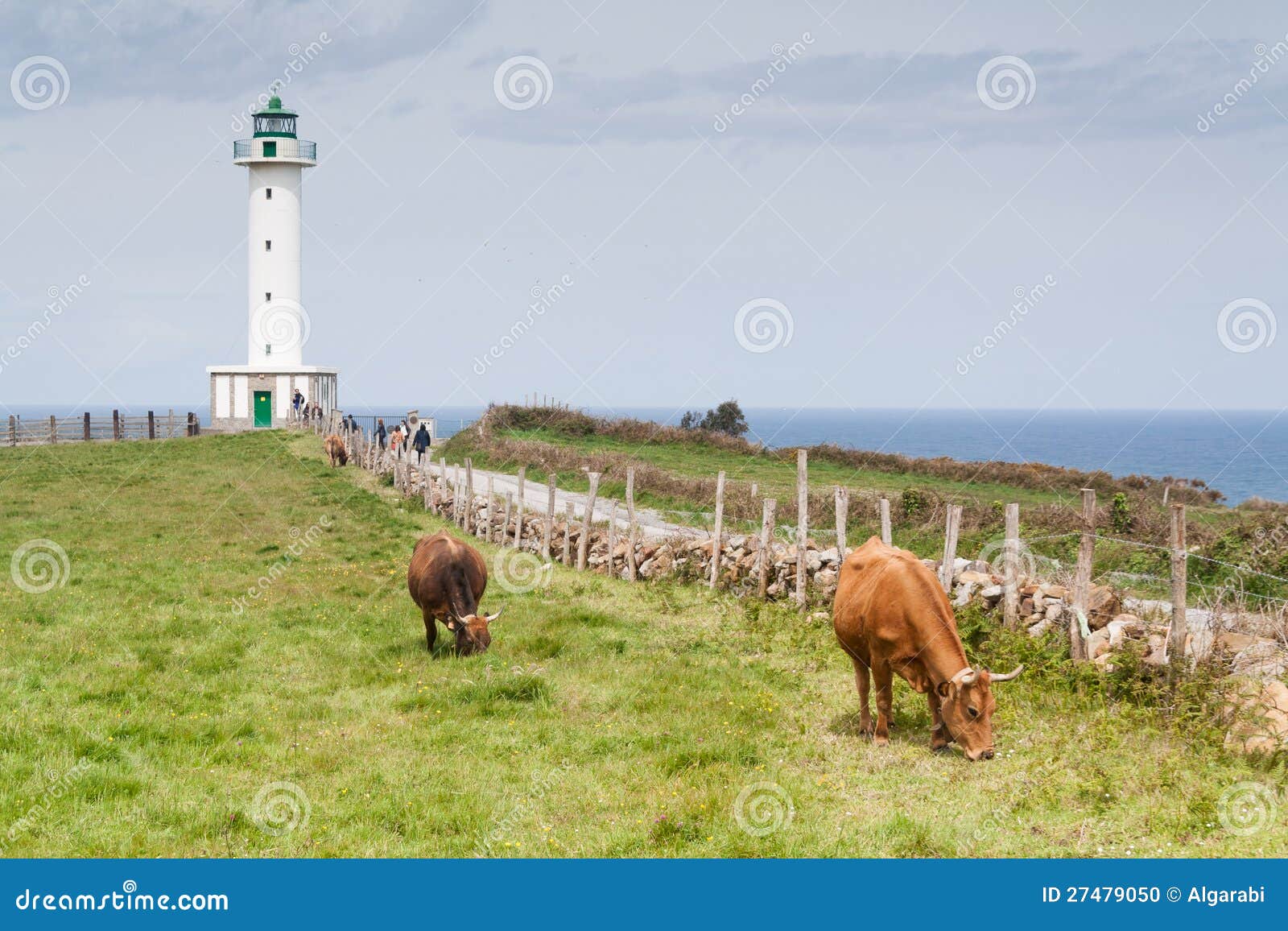 cows in the road to the lighthouse