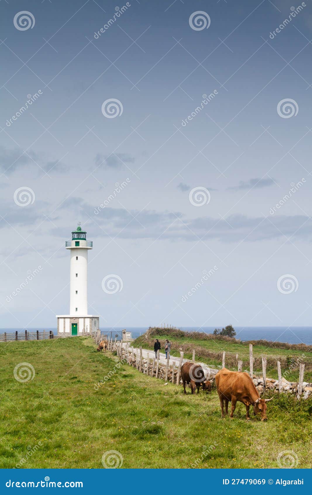 cows in the road to the lighthouse