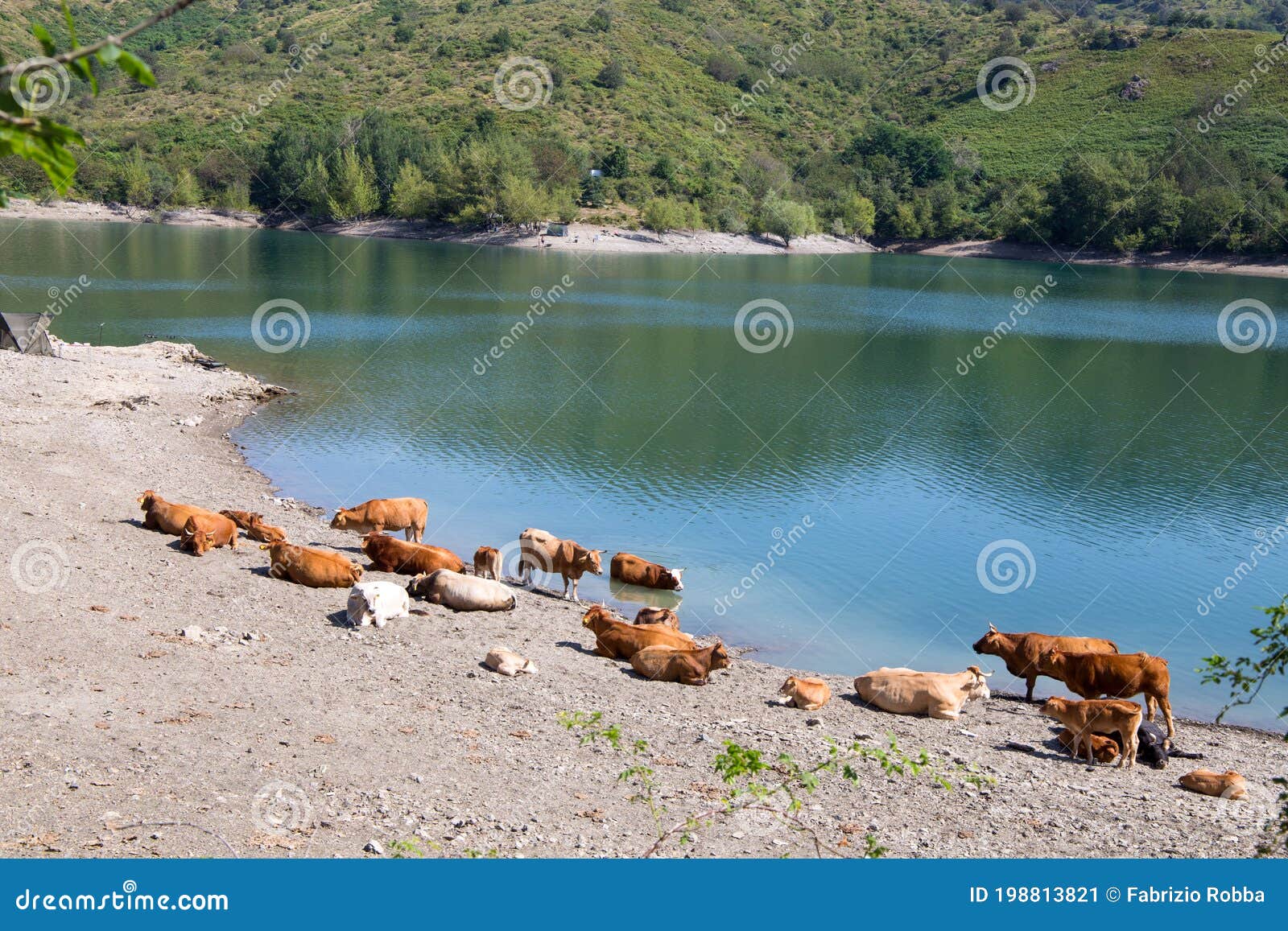 cows on the shore of giacopiane lake, an artificial reservoir located in the sturla valley in the municipality of borzonasca,