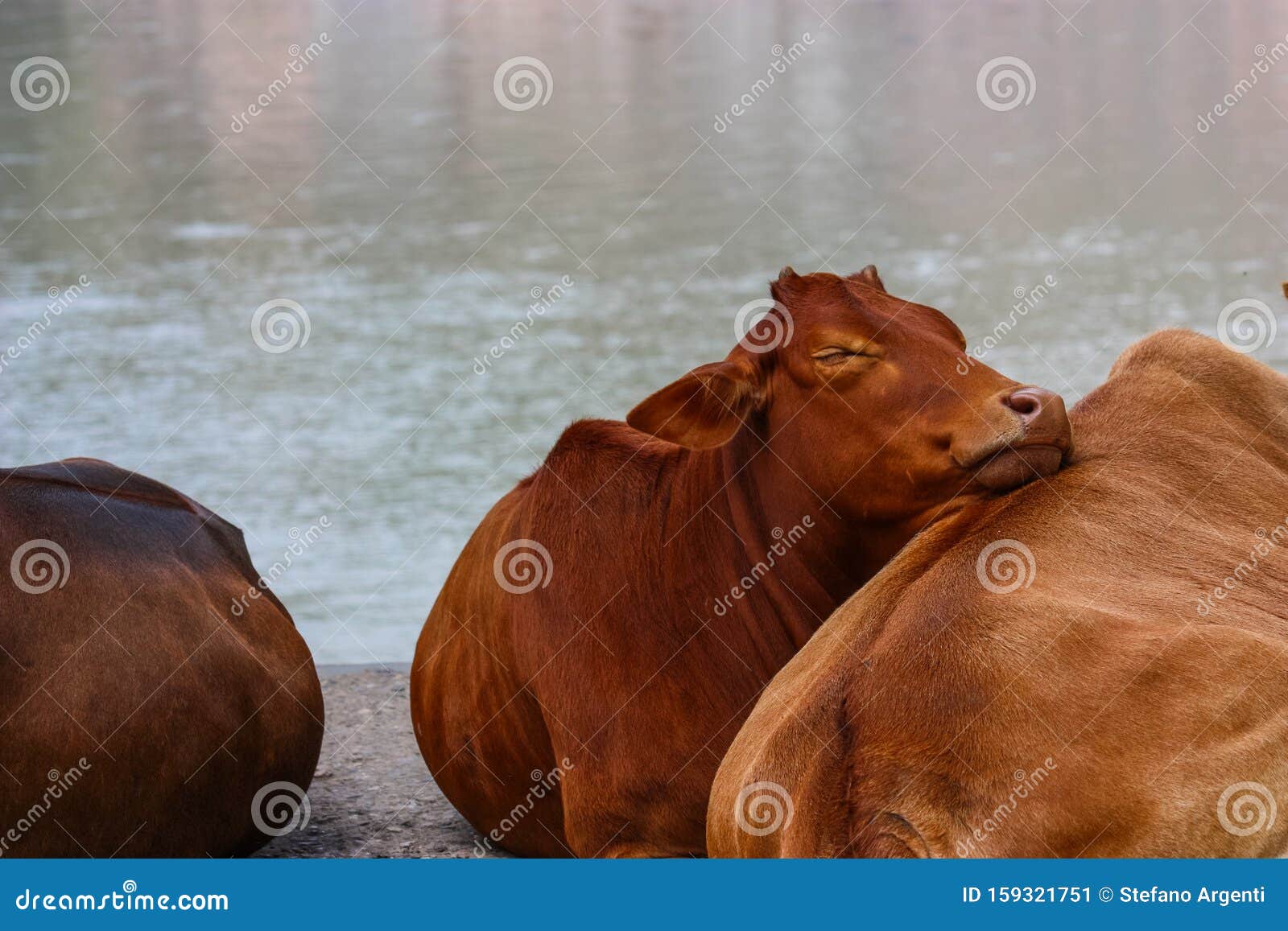 Cows are Sleeping Peacefully on the Bank of the Gange River in
