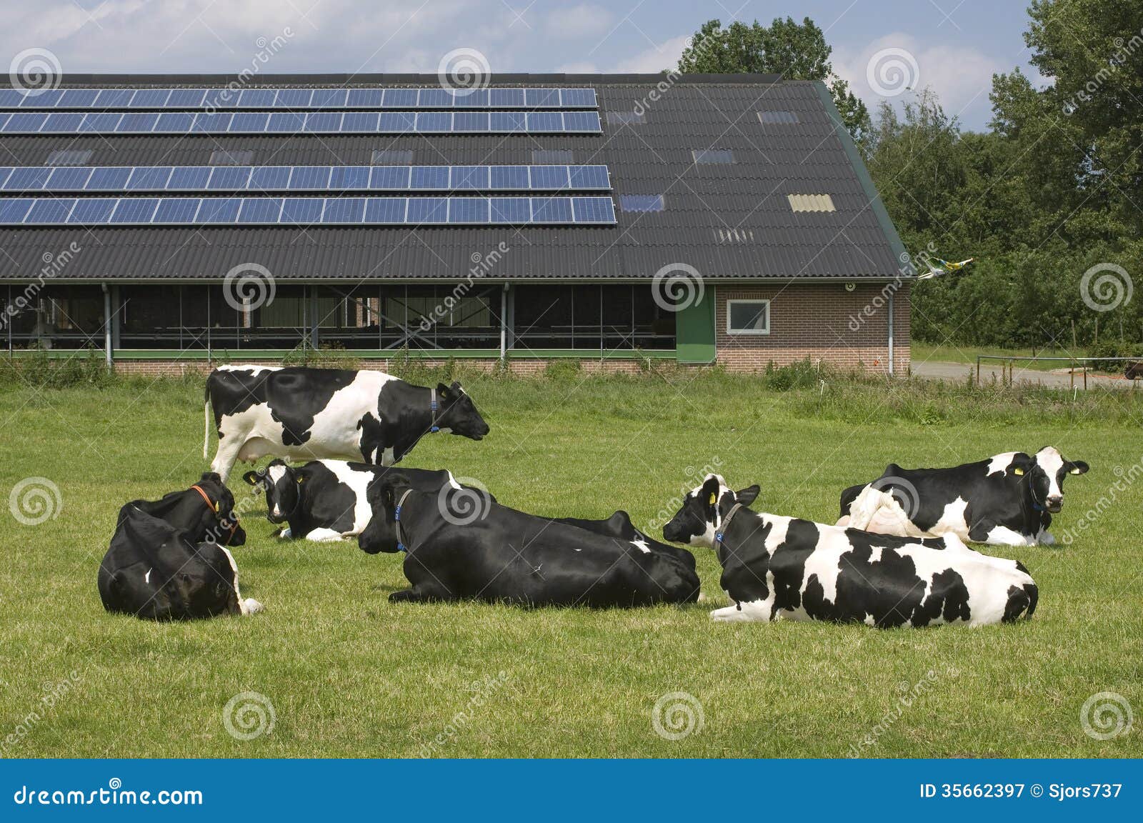 cows and solar panels on a farm, netherlands