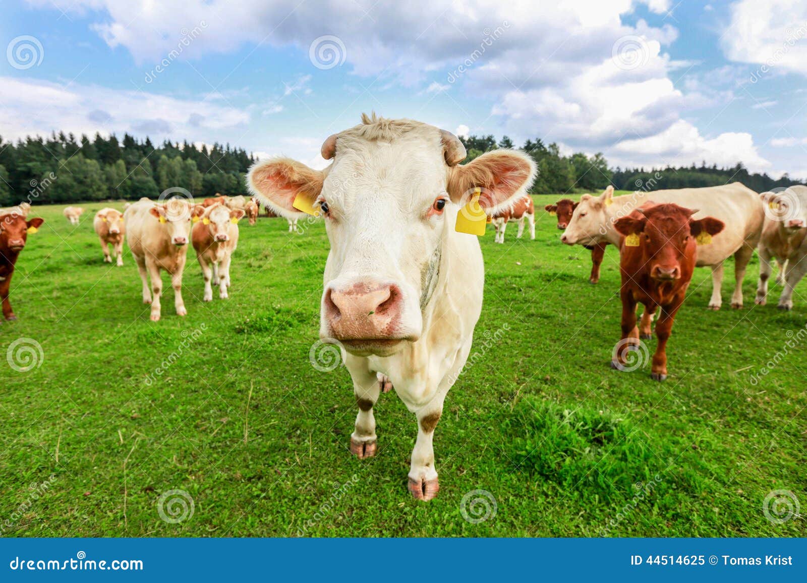 cows in south bohemia