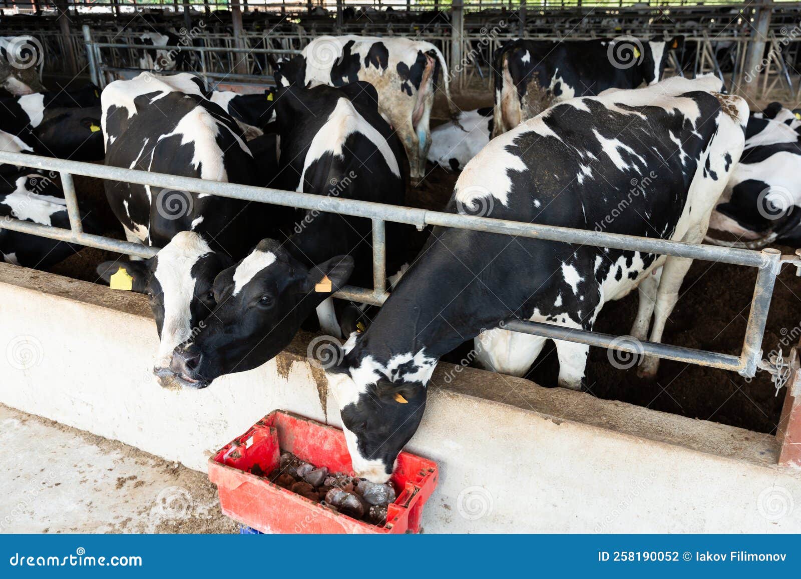 Cows Standing in Cowshed at Dairy Farm Stock Photo Image of province