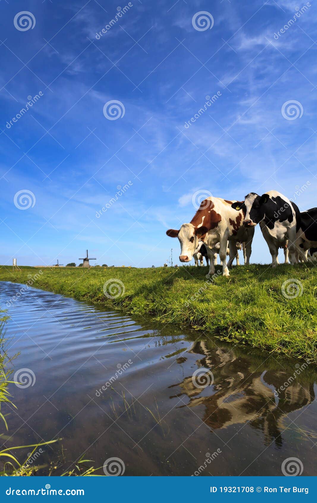 cows standing at a ditch