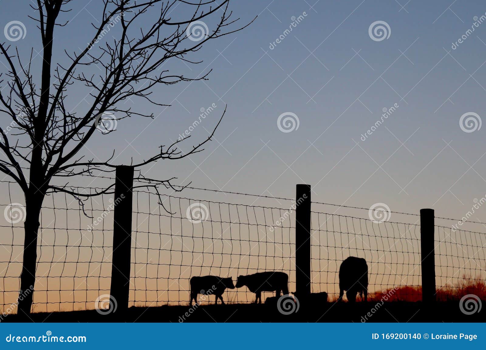 cow silouettes behind wire fence alongside bare tree branches in winter scene