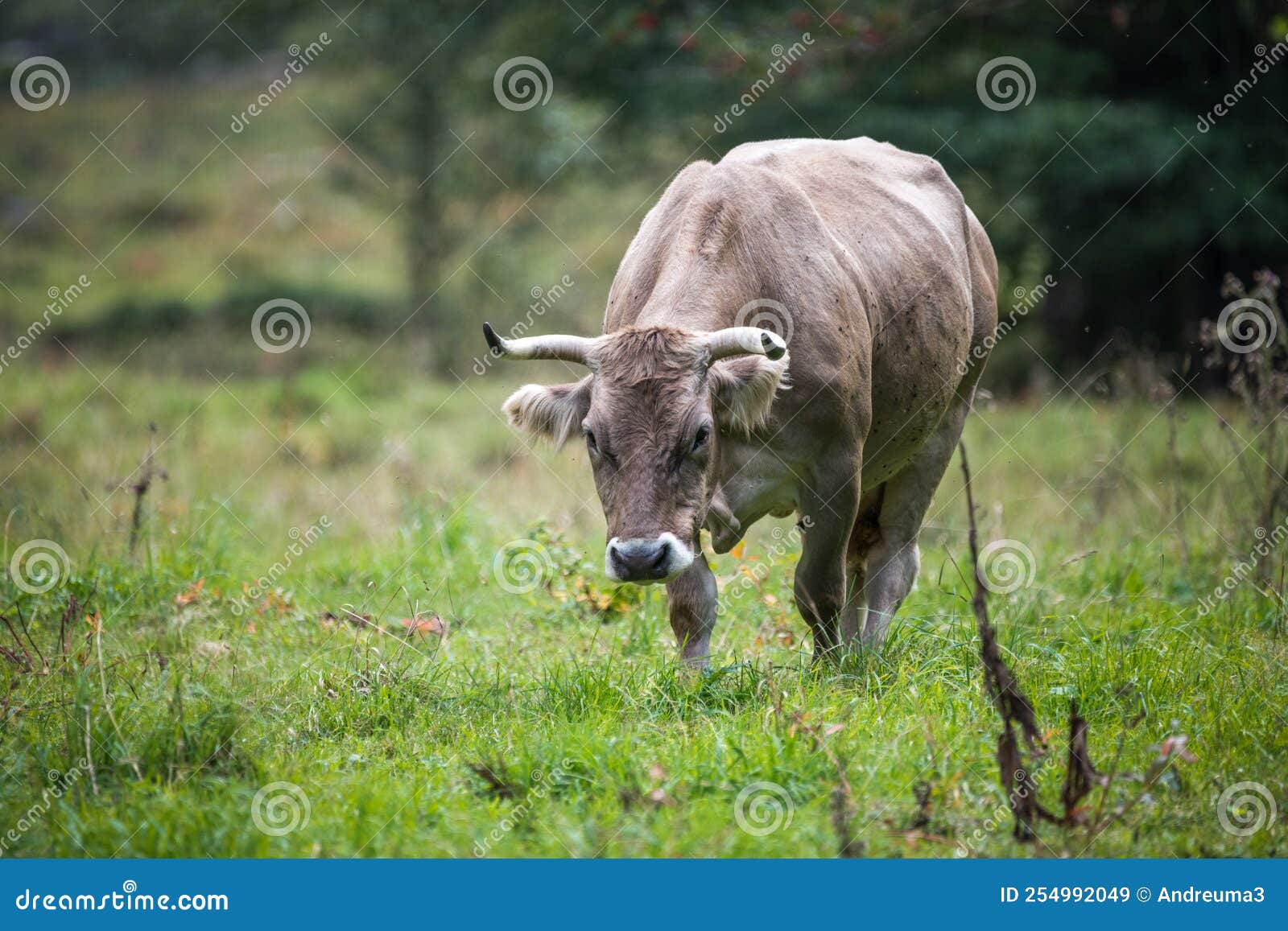 cows in the ariege pyrenees mountain